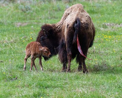 Bison Newborn.jpg