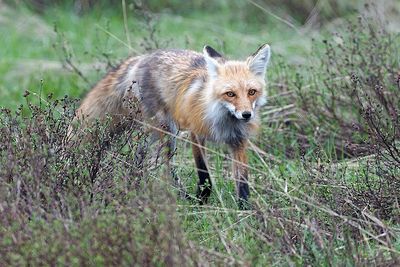 Fox in the Brush.jpg
