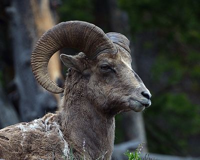 Bighorn Profile.jpg