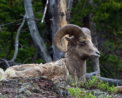 Bighorn Ram Recumbant.jpg