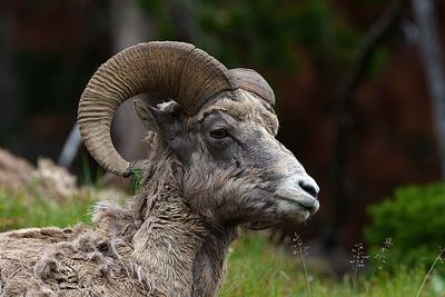 Ram Profile.jpg