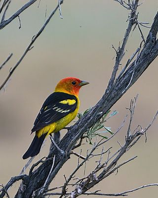 Bird.jpg