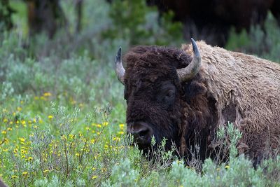 Bison in the field.jpg