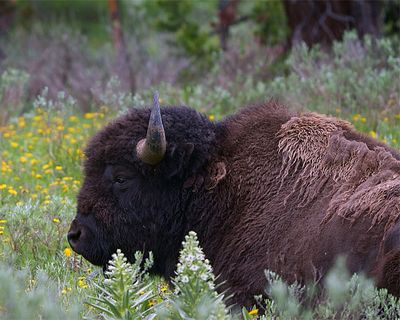 Bison in the wildflowers.jpg