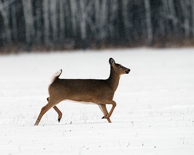 Deer in the snow.jpg