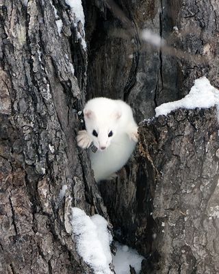 Ermine about to leap.jpg
