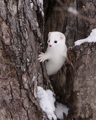 Ermine in the crook of a tree.jpg