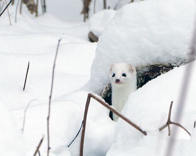 Ermine Peeking out of the snow.jpg