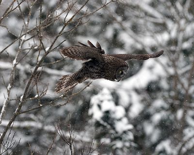 Flight in the snow.jpg