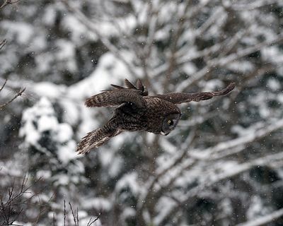 Flight through the snow.jpg