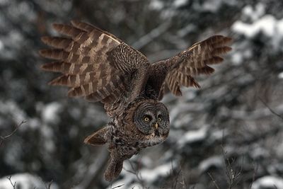 Flying Owl.jpg