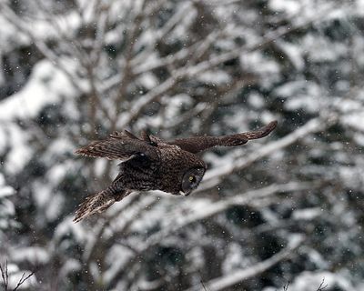 Gliding owl.jpg