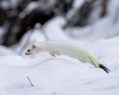 Leaping Ermine.jpg