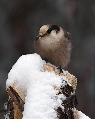 Little Bird.jpg