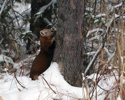 Marten against the tree.jpg