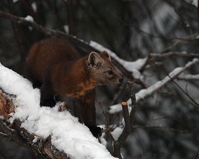 Marten body.jpg