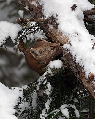 Marten head.jpg