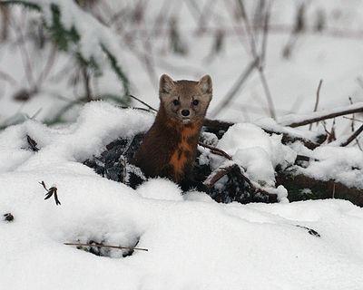 Marten in the snow.jpg