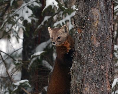 Marten in the woods.jpg