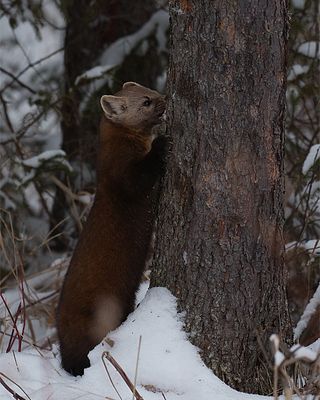 Marten leaning against a tree.jpg