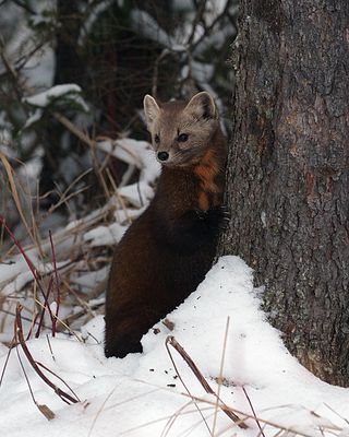 Marten looking away from the tree.jpg