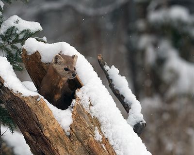 Marten on a snowy log.jpg