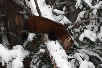 Marten.jpg