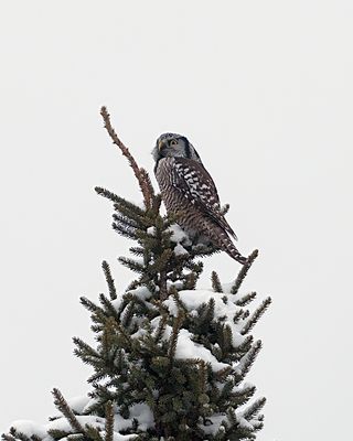Northern Hawk Owl in the treetop.jpg