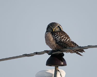 Northern Hawk Owl.jpg