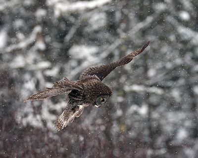 Owl descending.jpg