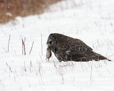 Owl eating.jpg