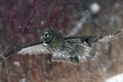 Owl flying into the snow.jpg