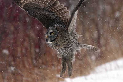 Owl in flight.jpg