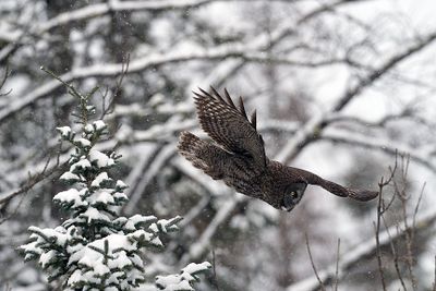 Owl in mid flight.jpg