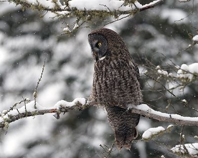 Owl on snow covered branch.jpg