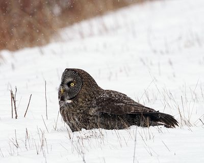 Owl on the ground.jpg