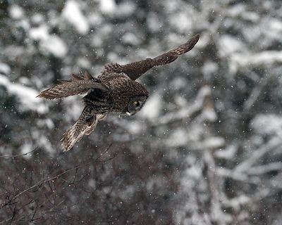 Owl on the wing.jpg