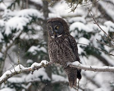 Owl on watch.jpg