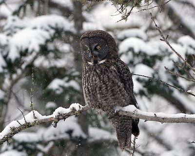 Owl on watch.jpg