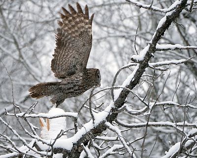 Owl takeoff.jpg