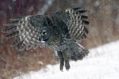 Owl taking off.jpg