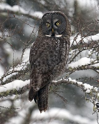 Owl vertical.jpg