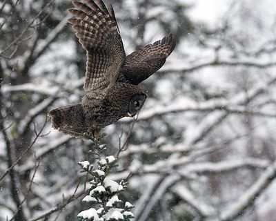 Owl Wings Up.jpg