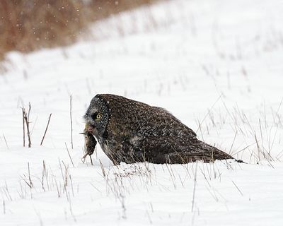 Owl with vole.jpg
