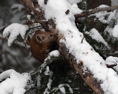 Peeking Marten.jpg