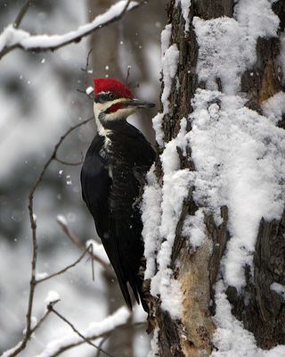 Pileated in a tree.jpg
