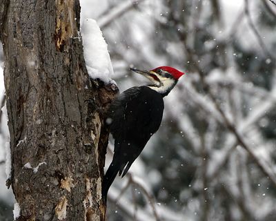 Pileated in the snow.jpg