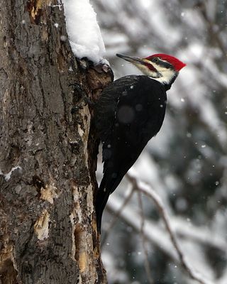Pileated Woodpecker.jpg