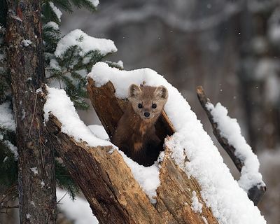 Pine Marten in a snowy log.jpg