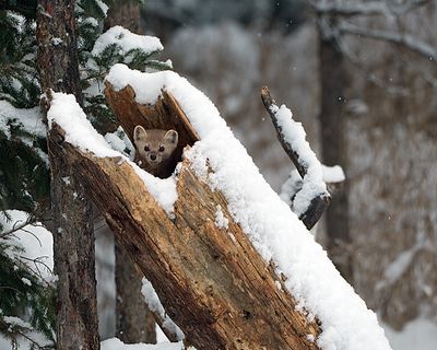 Pine Marten in the log.jpg